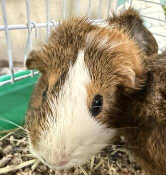 Rescue Guinea Pig Guinea Pigs for Adoption in Seneca, South Carolina - Jessie And Casey $75 | PetCurious